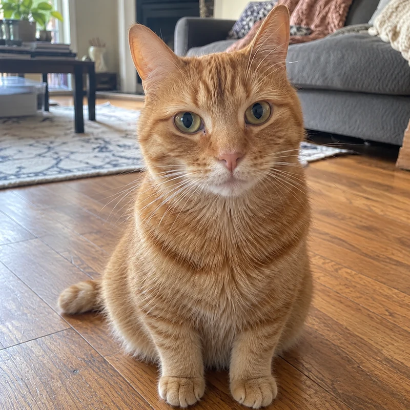 A ginger cat looking at the camera while sitting on the wooden floor at home